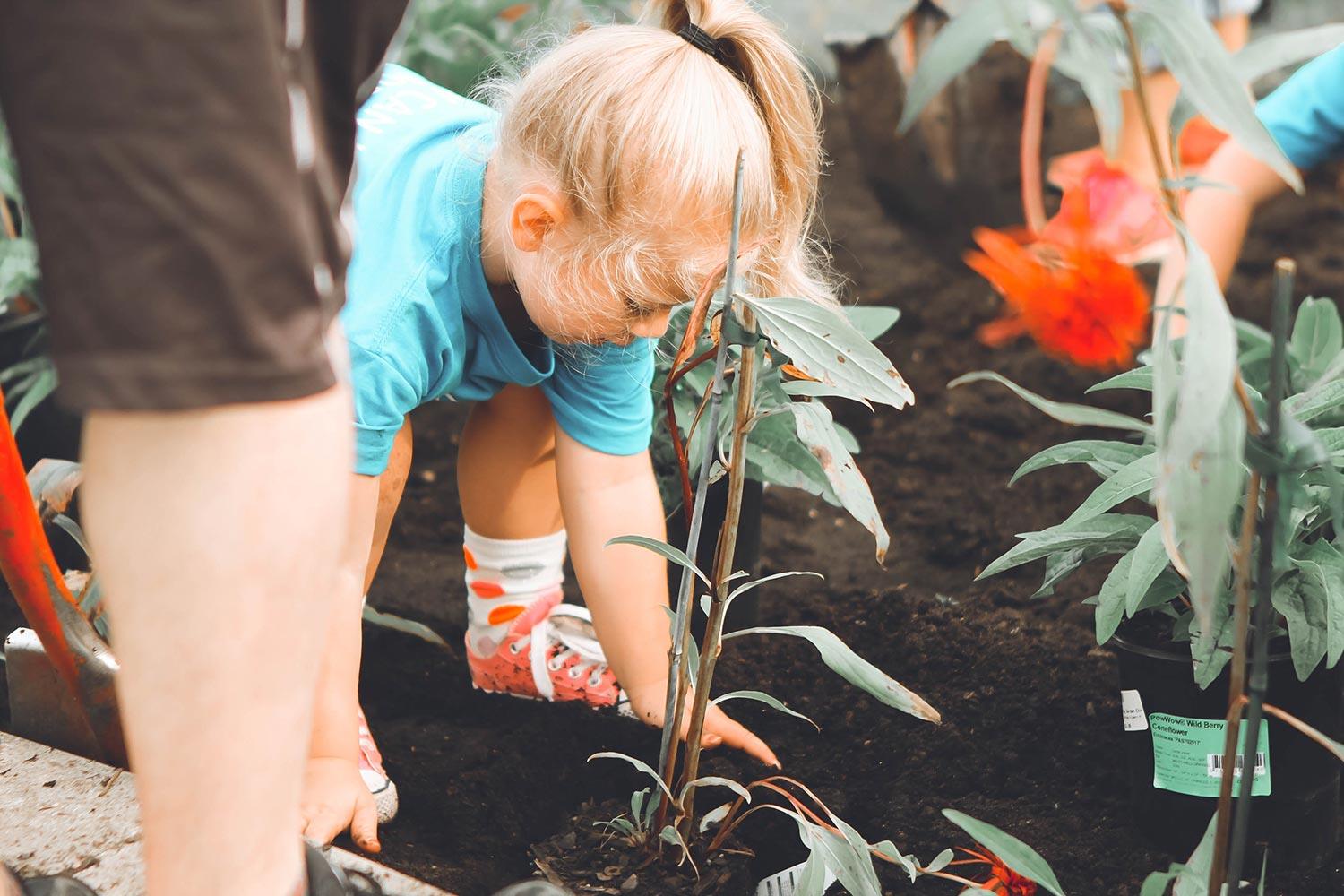girl in blue t-shirt and white shorts standing in a garden planting a small plant