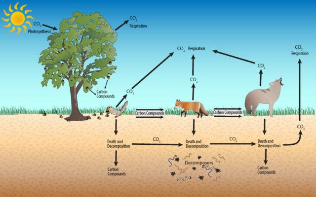 terrestrial carbon cycle