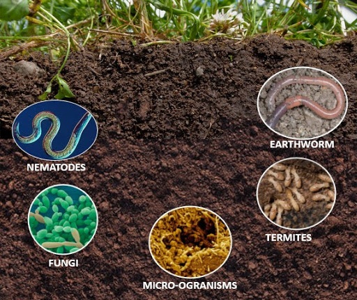 a graphic to show what's alive in soil