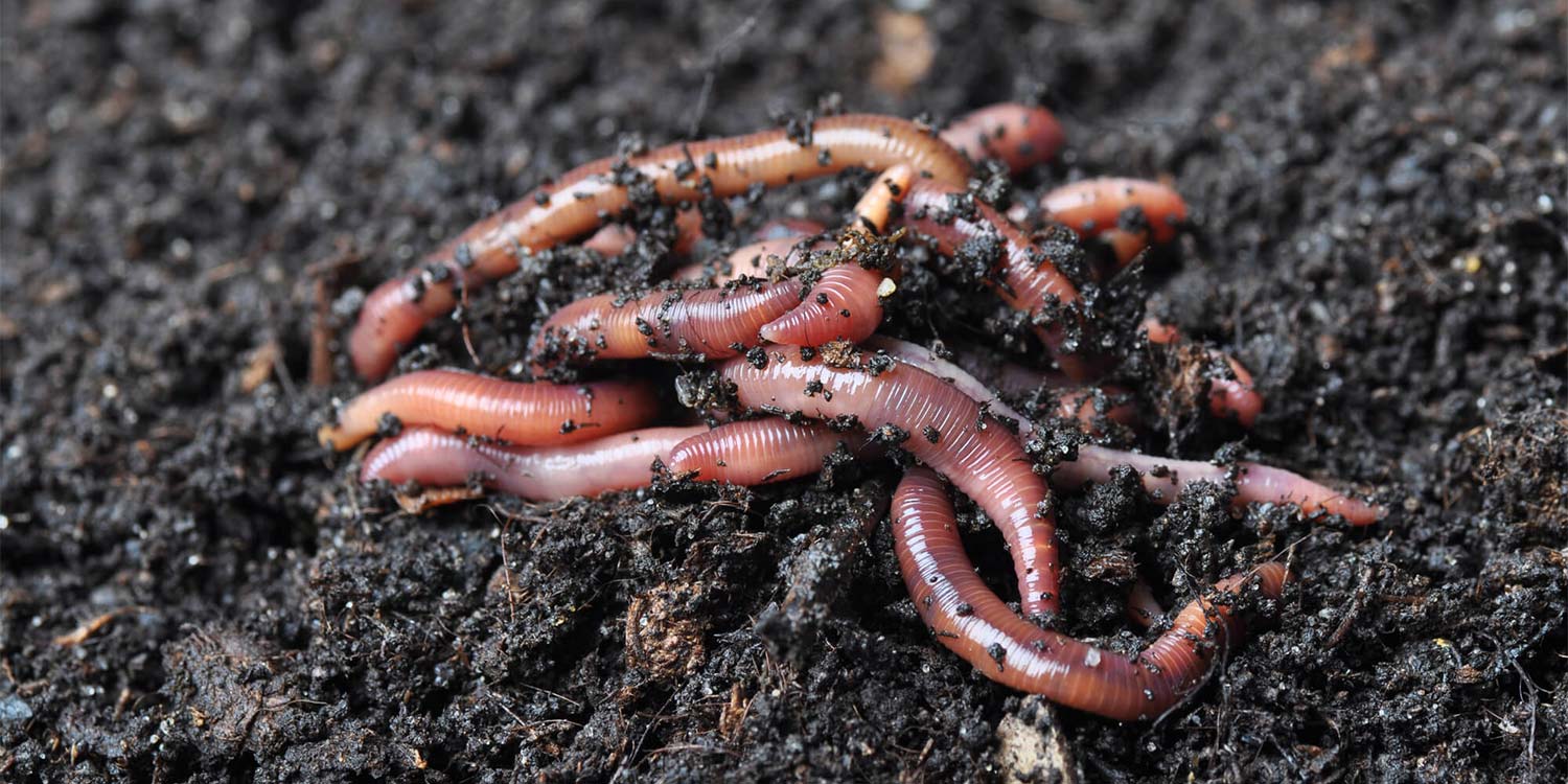 worm castings in soil