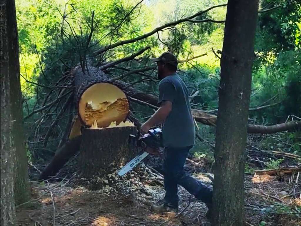 a man with a chainsaw felling a tree
