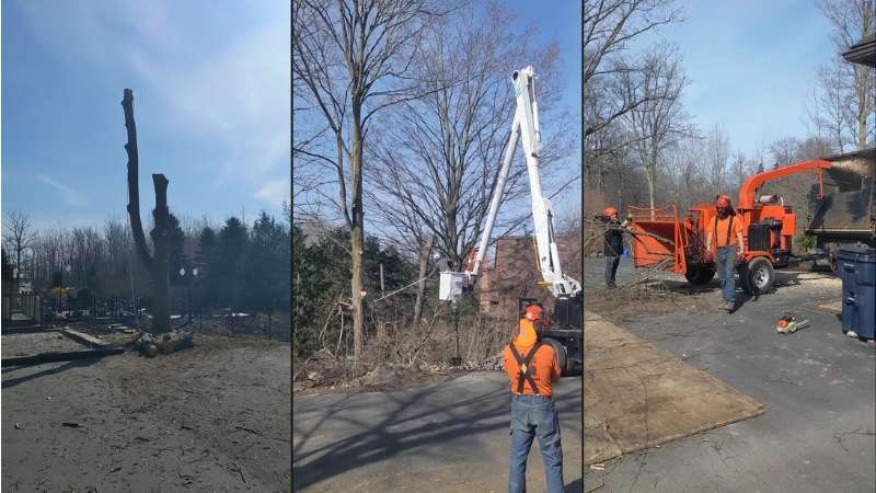 Tree Cutting and Mulching