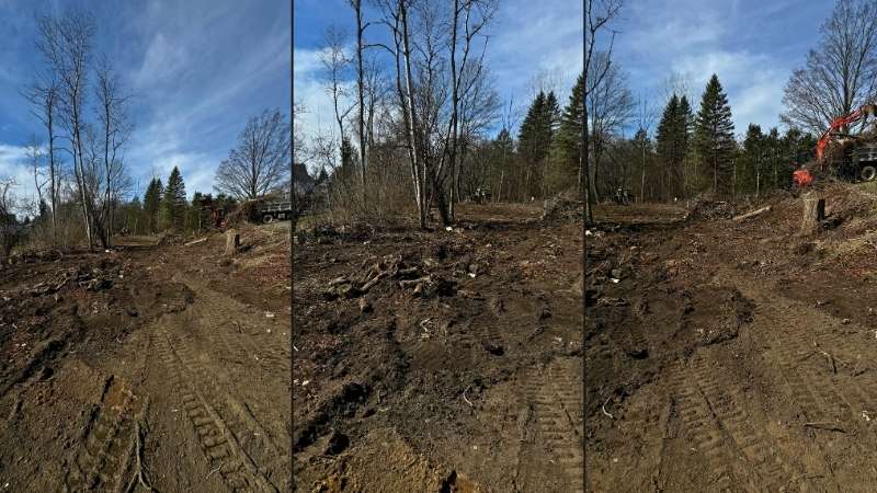 Tree and Stumps Removal