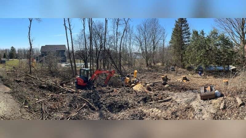 Tree and Stumps Removal Panorama