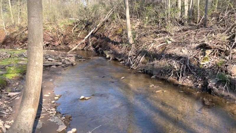 Upstream Side of the Creek (Before)