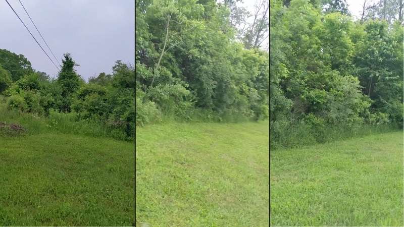 Hedgerow brush to be cleared