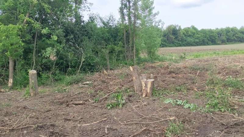 Hedge row brush cleared