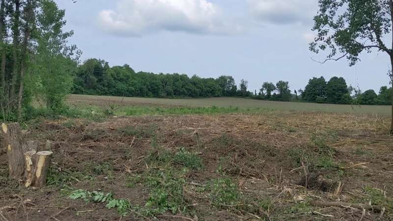 Hedge row brush cleared