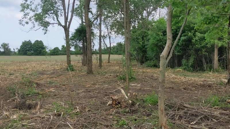 Hedge row brush cleared