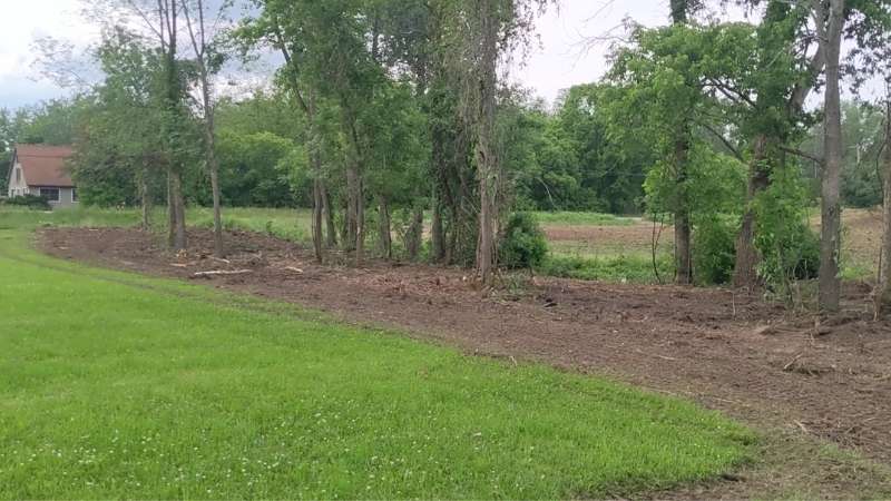 Hedge row brush cleared